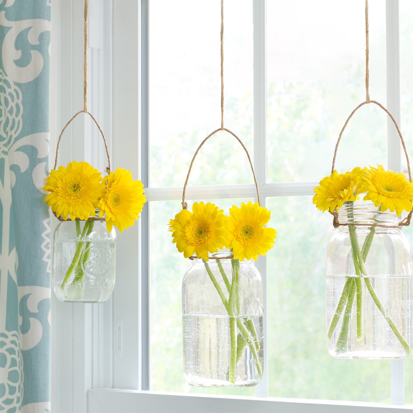 Dancing Daisies — yellow gerberas in hanging mason jars, botanical fine art photography 14x14