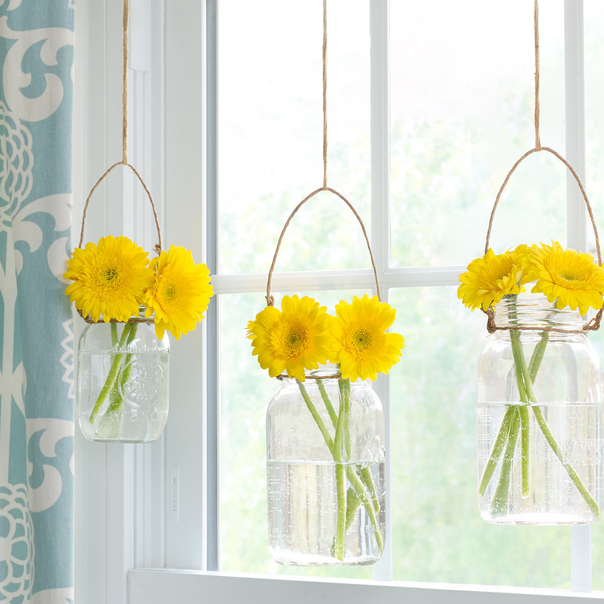 Dancing Daisies — yellow gerberas in hanging mason jars, botanical fine art photography 14x14