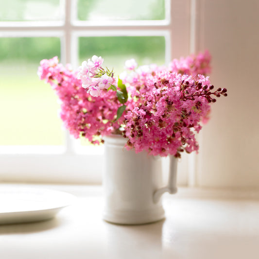 Daydream — pink blooms in white pitcher, botanical fine art photography 14x14