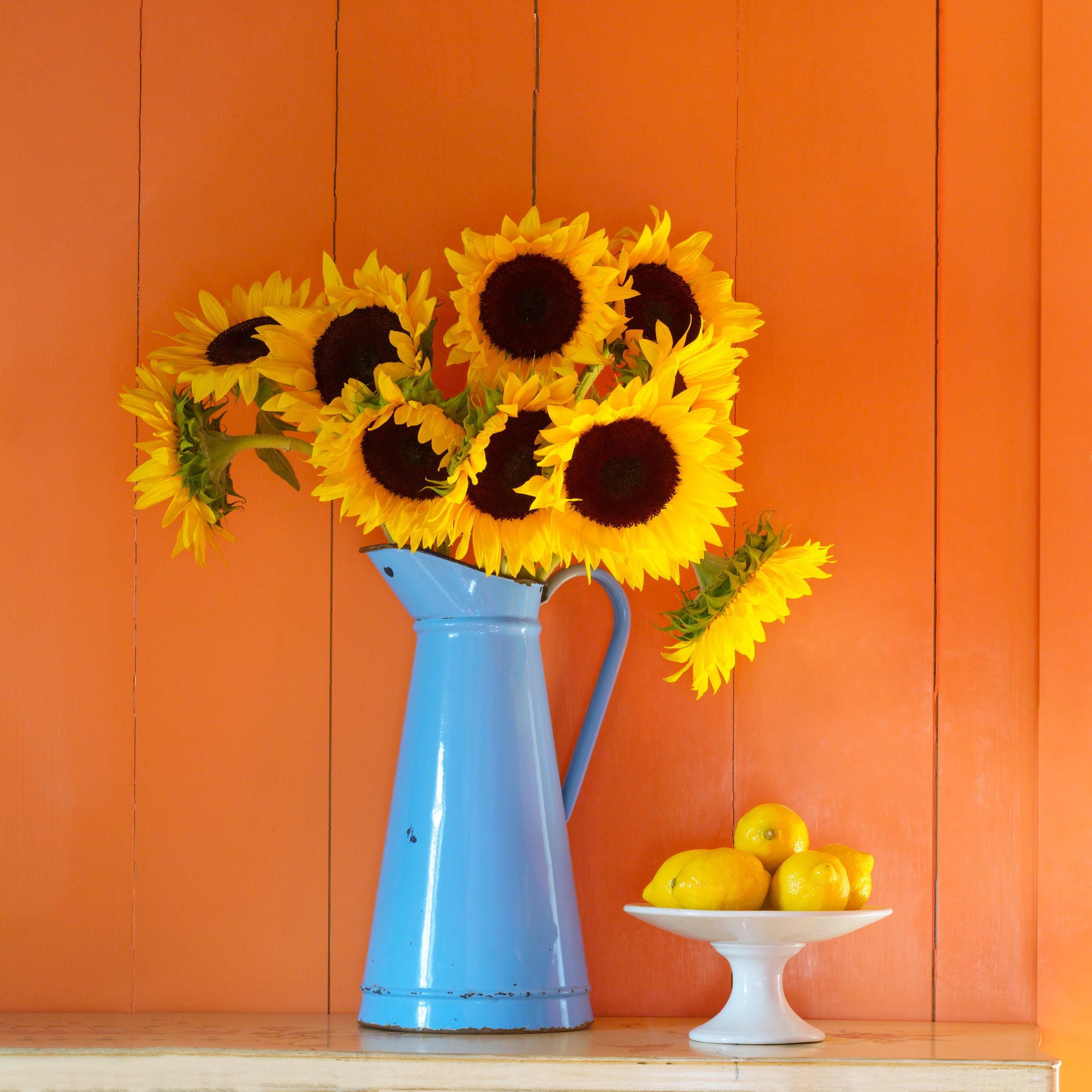 Happiness — sunflowers in blue pitcher, botanical fine art photography 14x14