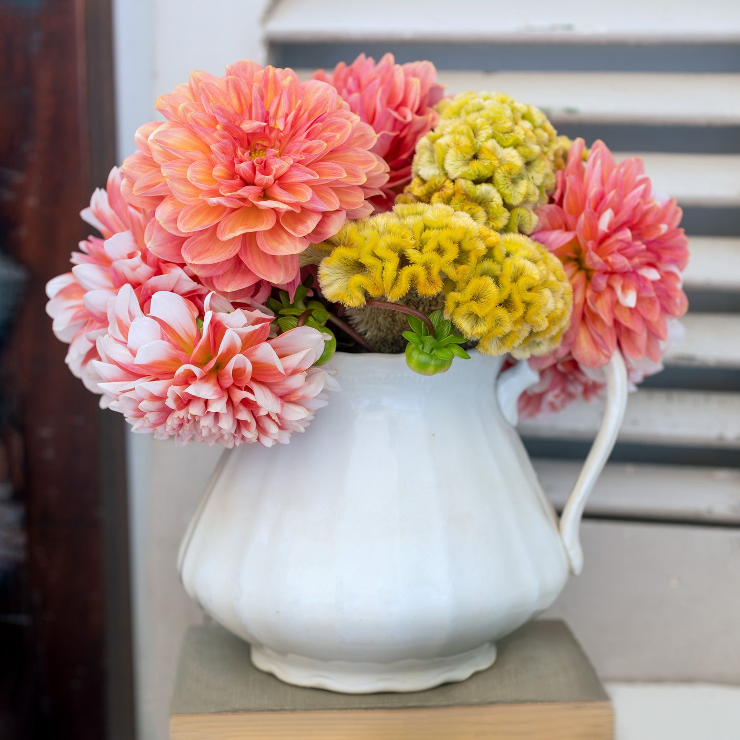 Layers — peach dahlias in white ironstone pitcher, botanical fine art photography 14x14