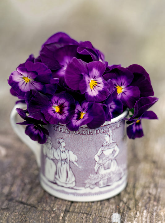 The Gardener — purple pansies in antique figural child's cup on wooden table, botanical fine art photography 14x19