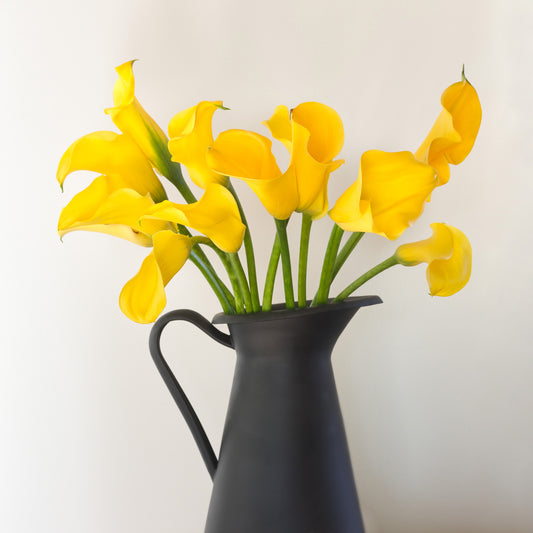 The Study — yellow calla lilies in dark pitcher, botanical fine art photography 14x14