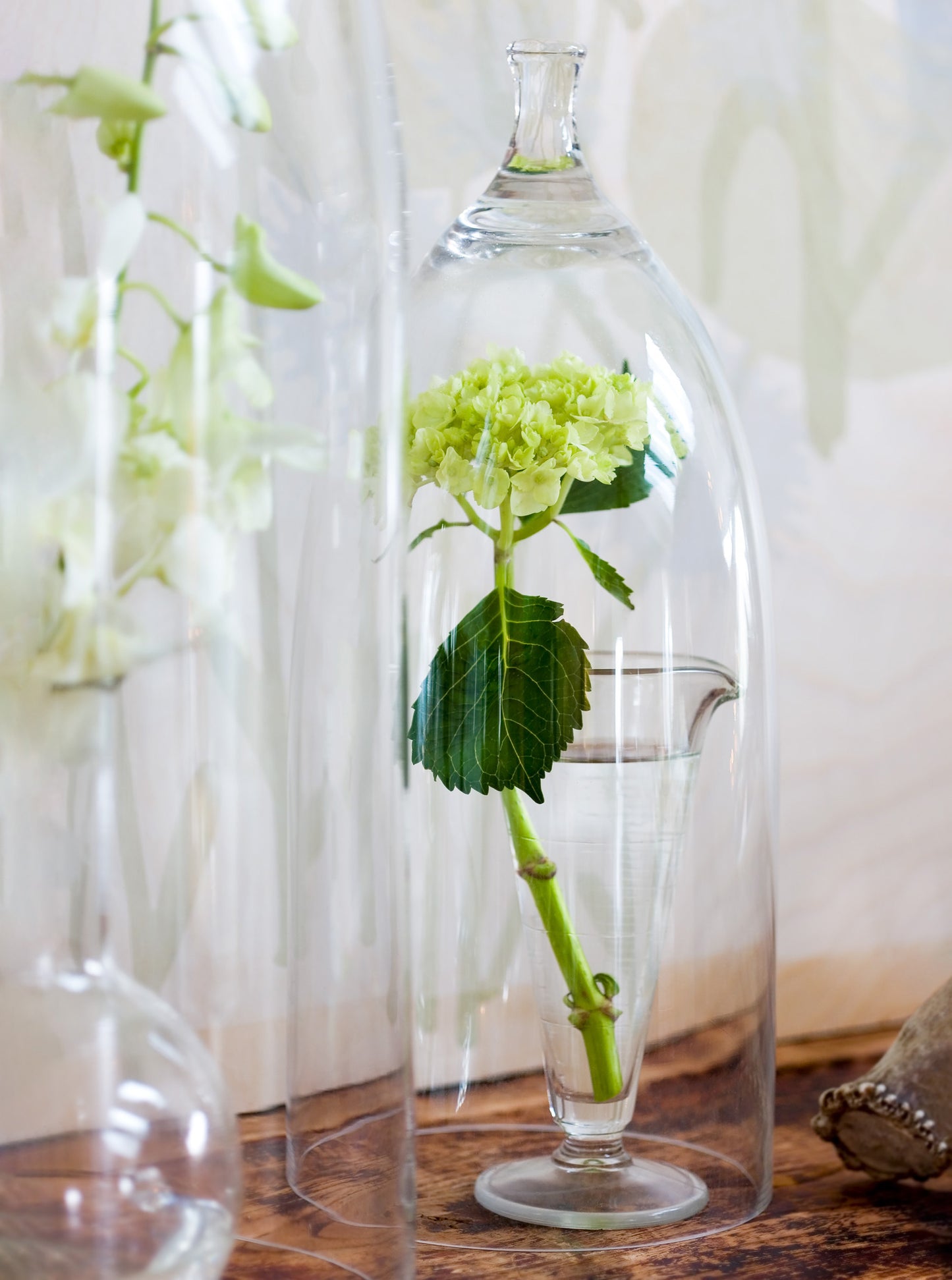Under Glass — green hydrangea in tall glass cloche, botanical fine art photography 14x19